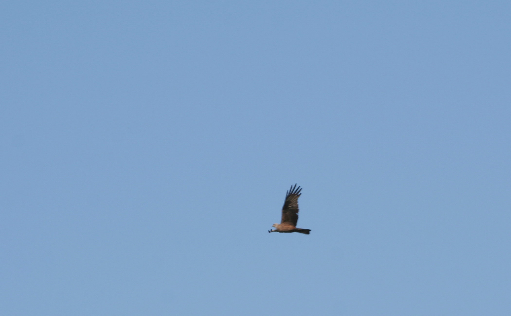 Rapace da identificare